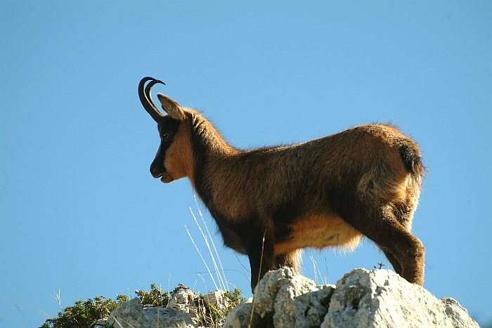 Camoscio d''Abruzzo Rupicapra pyrenaica ornata