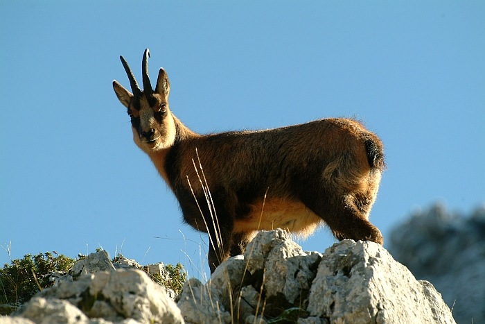 Camoscio d''Abruzzo Rupicapra pyrenaica ornata