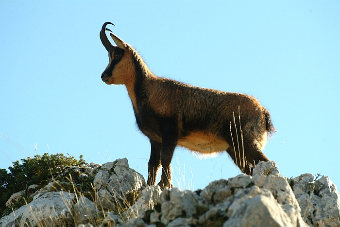 Camoscio d''Abruzzo Rupicapra pyrenaica ornata