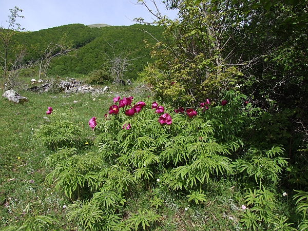 Paeonia officinalis subsp. italica / Peonia italica