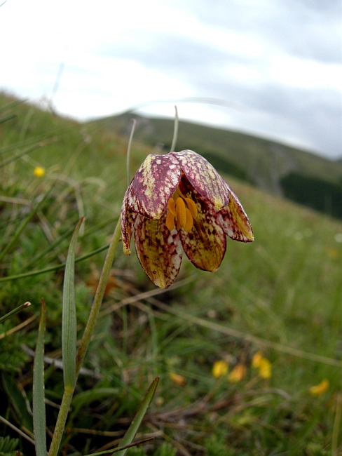 Fritillaria orientalis