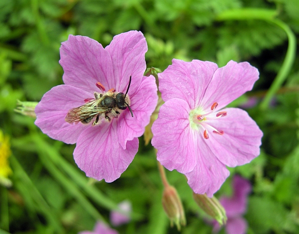 Erodium alpinum / Erodio alpino