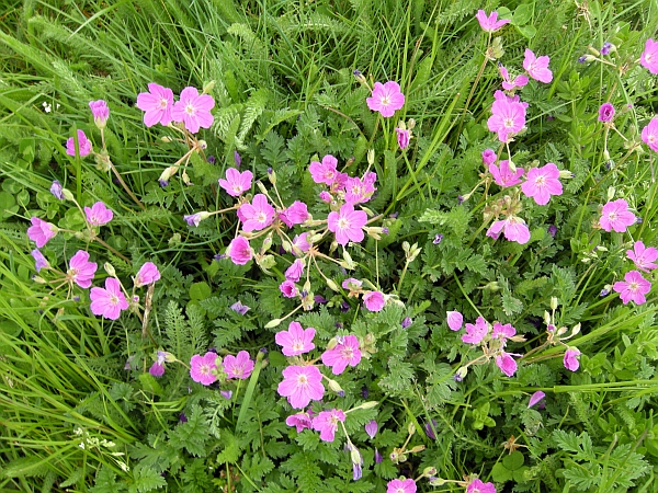 Erodium alpinum / Erodio alpino