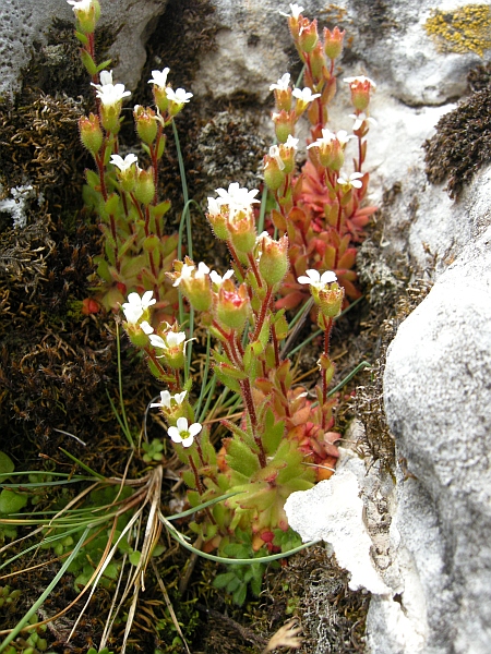 Saxifraga tridactylites