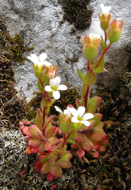 Saxifraga tridactylites