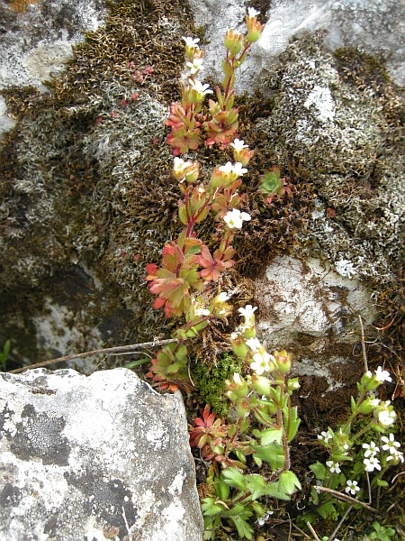 Saxifraga tridactylites