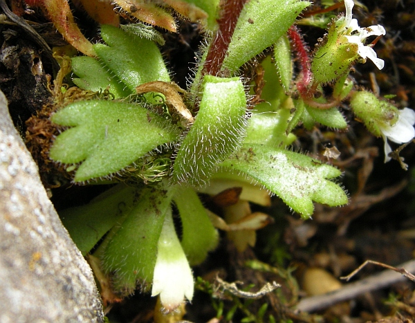 Saxifraga tridactylites