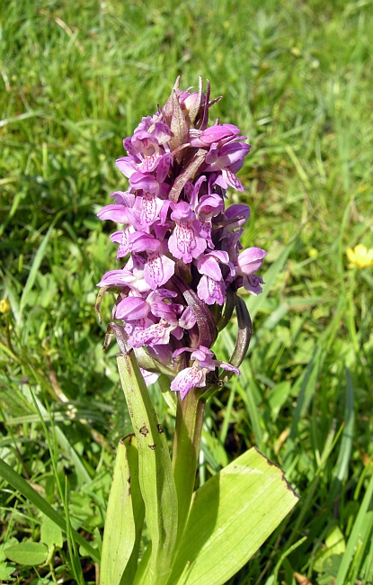 Dacthylorhiza incarnata