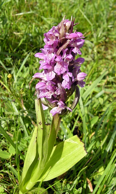 Dacthylorhiza incarnata