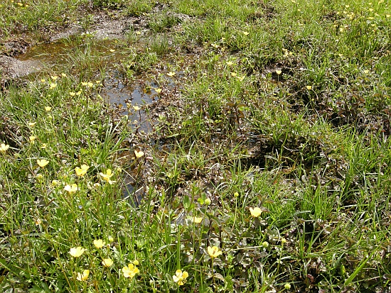 Dacthylorhiza incarnata