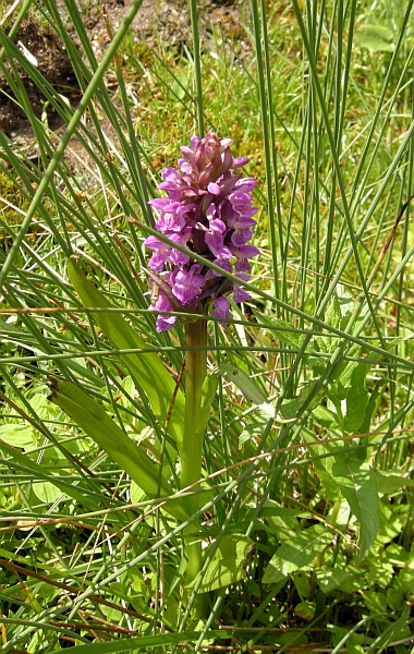 Dacthylorhiza incarnata