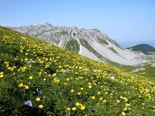 Ranunculus .....