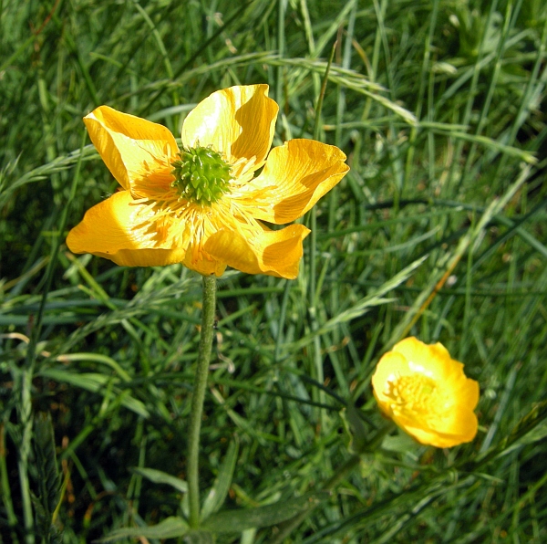 Ranunculus .....