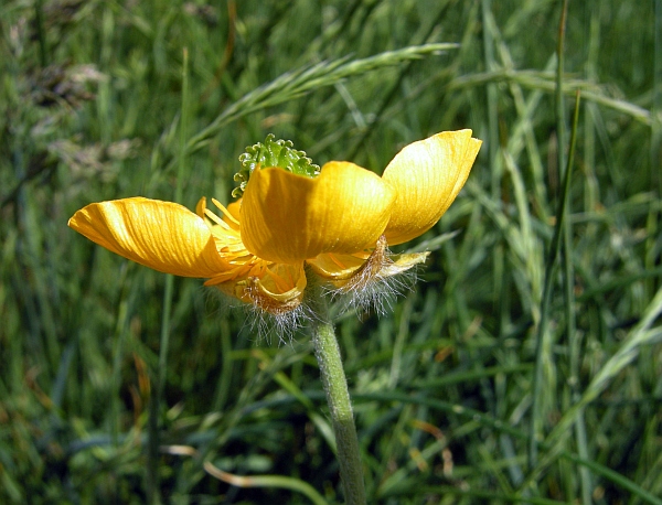 Ranunculus .....