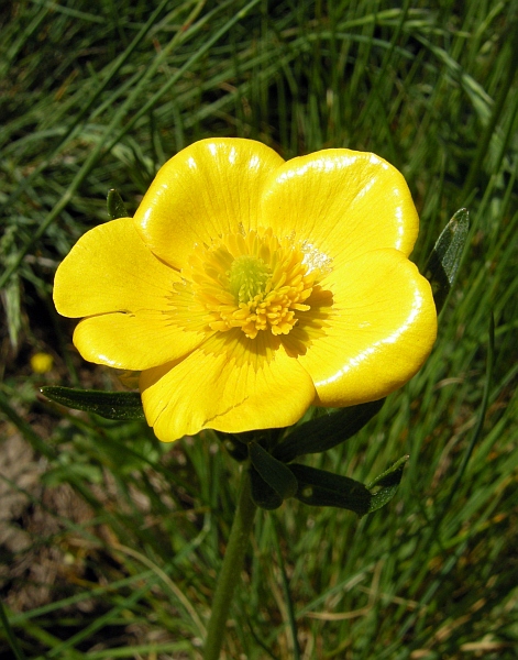 Ranunculus .....