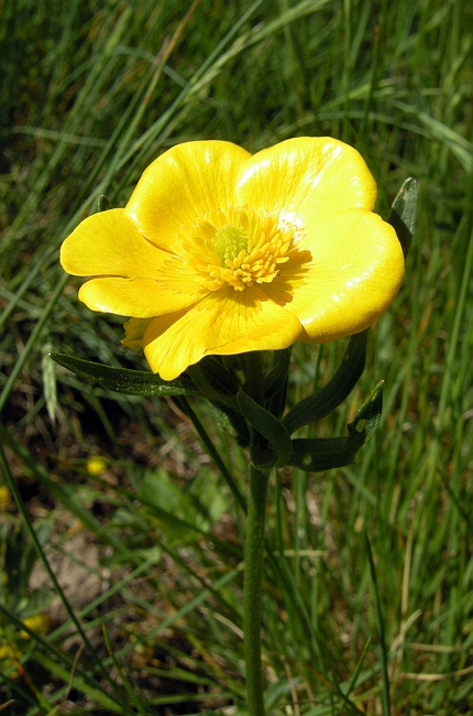 Ranunculus .....