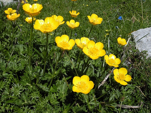 Ranunculus .....