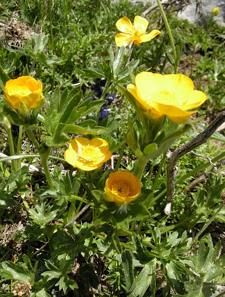 Ranunculus .....