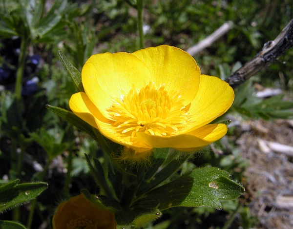 Ranunculus .....