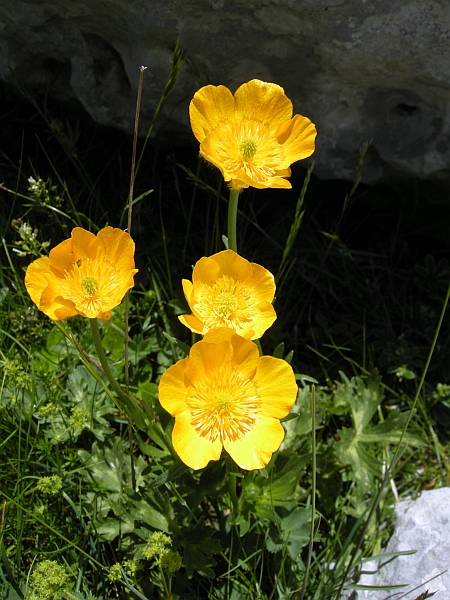 Ranunculus .....