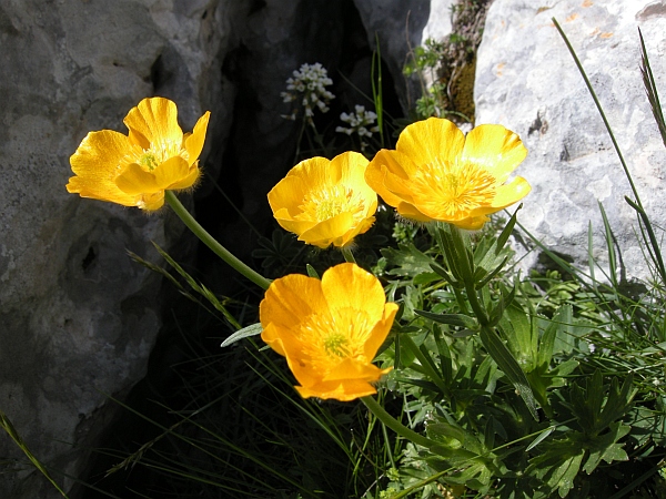 Ranunculus .....