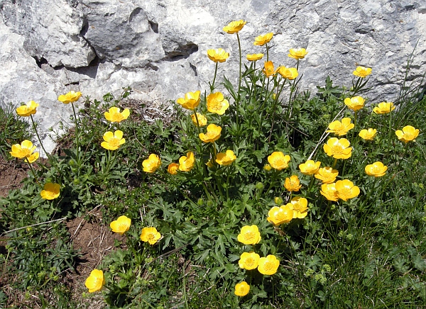 Ranunculus .....