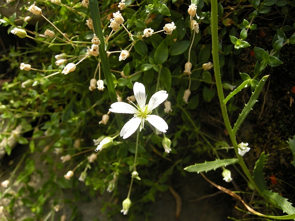 Cerastium o Arenaria?