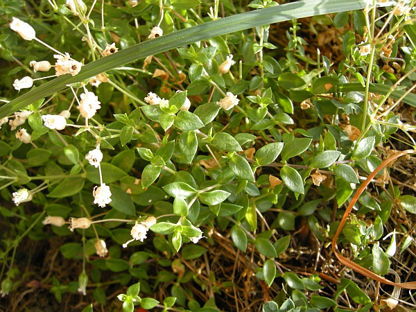 Cerastium o Arenaria?