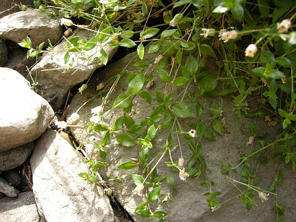 Cerastium o Arenaria?