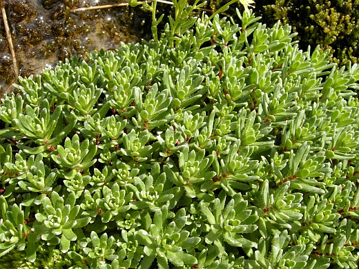 Saxifraga aizoides / Sassifraga autunnale