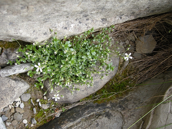 Cerastium o Arenaria?