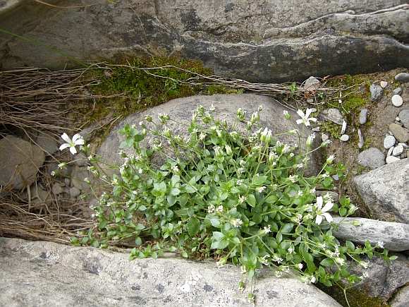 Cerastium o Arenaria?