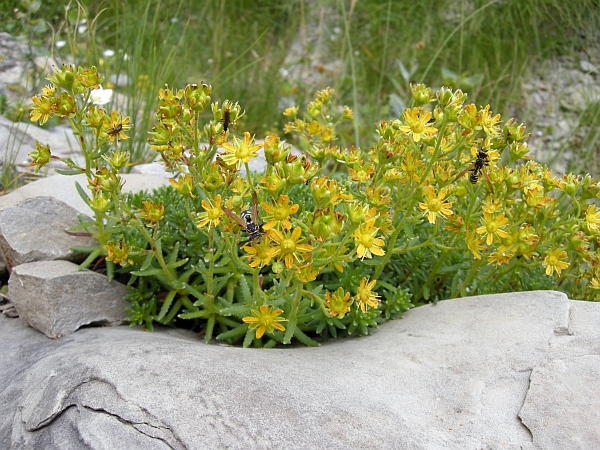 Saxifraga aizoides / Sassifraga autunnale