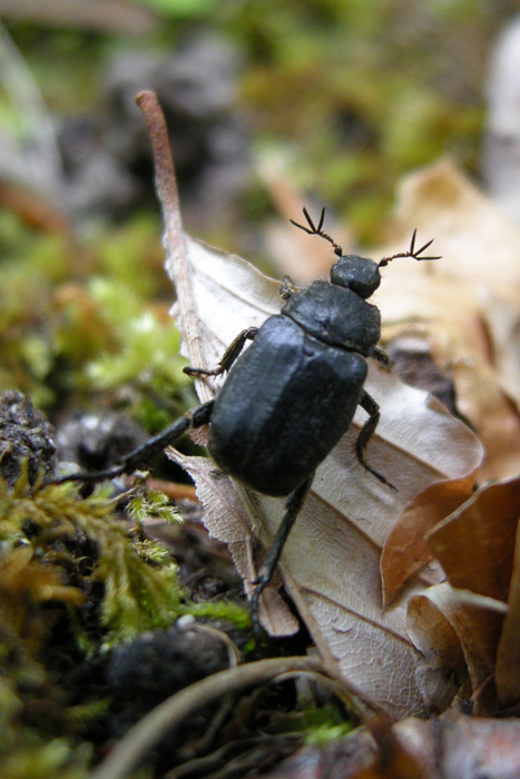 da determinare - Hoplia phylanthus ?