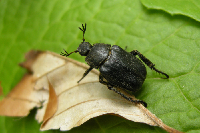 da determinare - Hoplia phylanthus ?