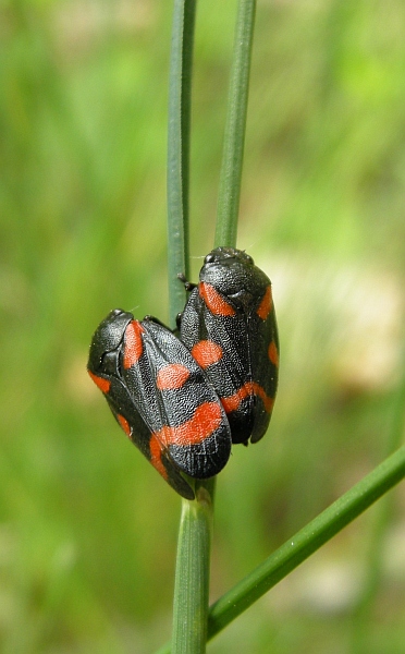 Cercopis sanguinolenta - Cercopidae
