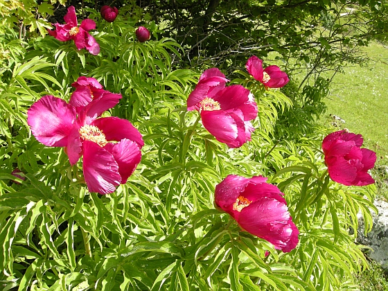 Paeonia officinalis subsp. italica / Peonia italica