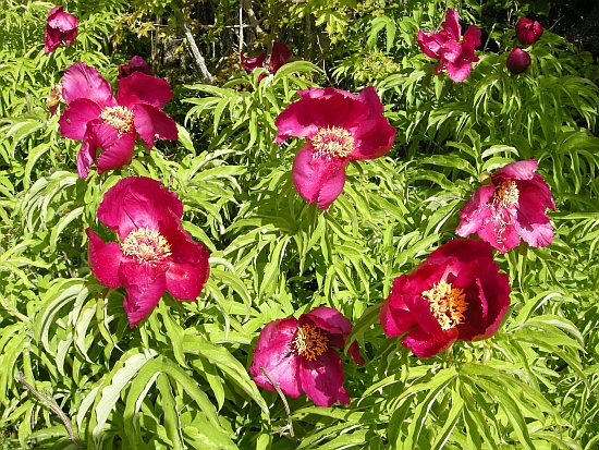 Paeonia officinalis subsp. italica / Peonia italica