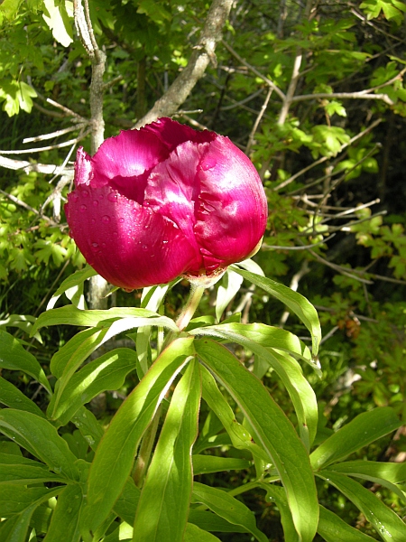 Paeonia officinalis subsp. italica / Peonia italica