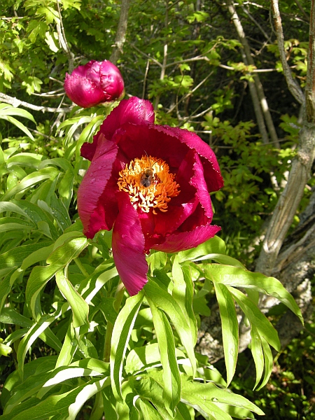 Paeonia officinalis subsp. italica / Peonia italica