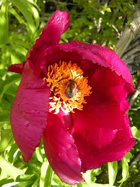 Paeonia officinalis subsp. italica / Peonia italica