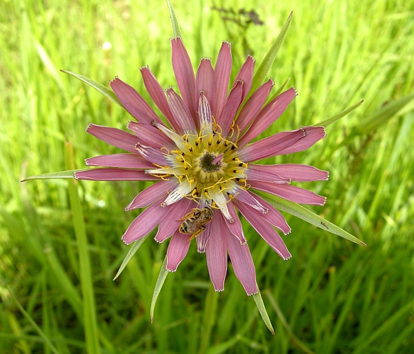 Tragopogon porrifolius