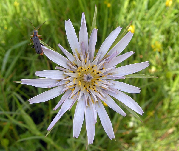 Tragopogon porrifolius