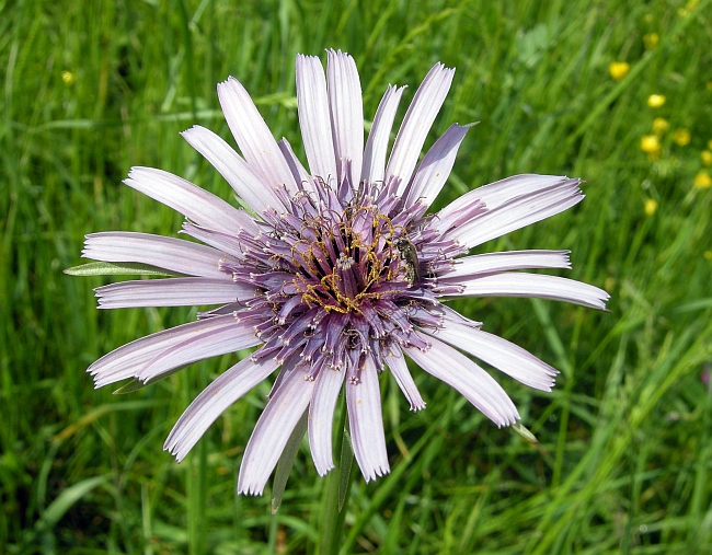 Tragopogon porrifolius