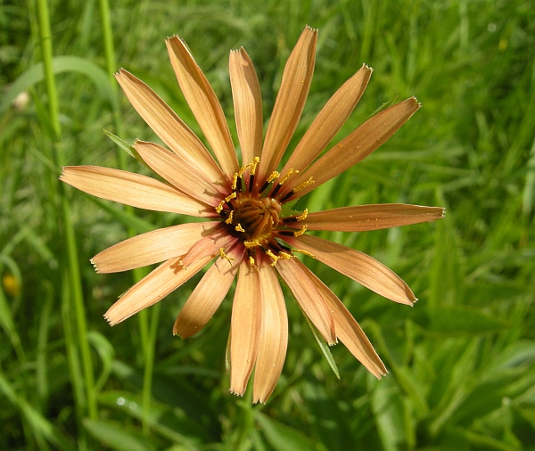 Tragopogon porrifolius