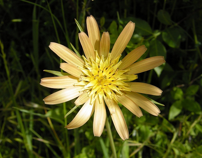 Tragopogon porrifolius