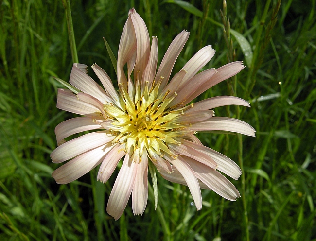 Tragopogon porrifolius