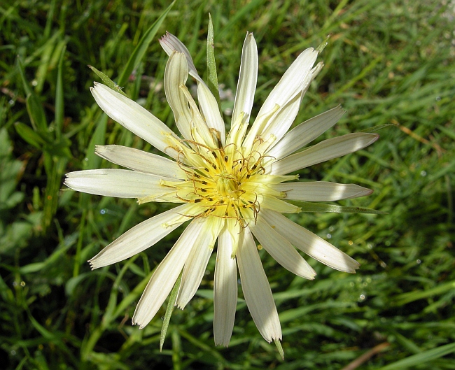 Tragopogon porrifolius