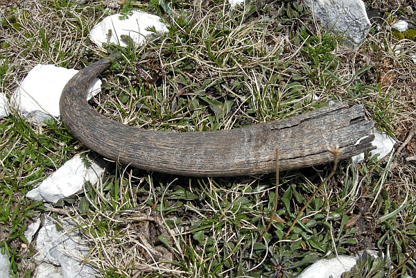 Camoscio d''Abruzzo Rupicapra pyrenaica ornata