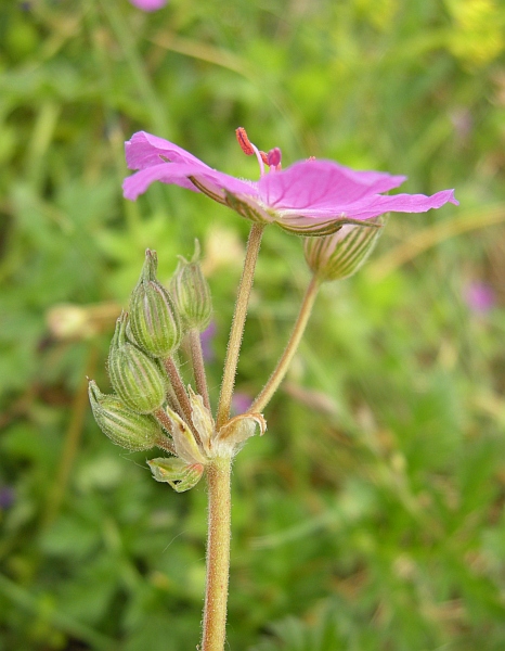 Erodium alpinum / Erodio alpino